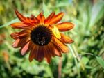 Orange Sunflower In An English Country Garden Stock Photo