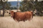 Longhorn Cow In The Paddock Stock Photo