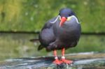 Inca Tern (larosterna Inca) Stock Photo