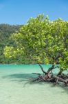 Mangrove Plants Stock Photo