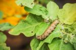 Worm On Trees In The Gardens Stock Photo