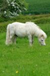 Shetland Pony Asleep And Grazing Stock Photo