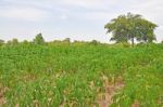 Agriculture Stock Photo