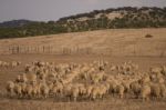 Herd Of Sheep On Nature Stock Photo