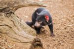 Tasmanian Devil In Hobart, Tasmania Stock Photo