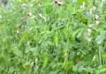 Sugar Pea Vegetable Garden Stock Photo