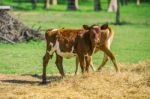 Country Calves In Queensland Stock Photo