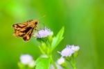 Peck's Skipper Or Polites Peckius, Close Up Small Brown Butterfl Stock Photo