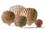 Seashells Stock Photo