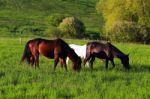 Horses In The Alps Stock Photo