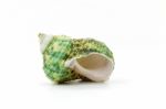 Sea Shell On White Background Stock Photo