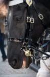 London - November 3 : Horse Of The Queens Household Cavalry In L Stock Photo