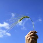 Wheat Stock Photo