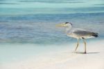 Heron On A Maldivian Island Stock Photo