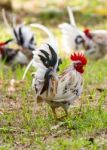 White Bantam Stock Photo