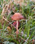 Fungi Stock Photo