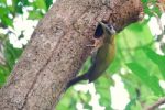 Female Laced Woodpecker Stock Photo