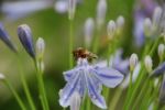 Fly On A Flower Stock Photo