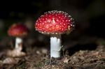 Red Mushroom Stock Photo