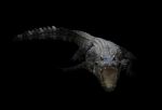 Freshwater Crocodile In The Dark Stock Photo