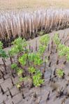 Mangroves Reforestation In Coast Of Thailand Stock Photo