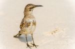 Galapagos Hood Mockingbirds Stock Photo