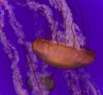 Photo Of A Beautiful Deadly Jellyfish Swimming Stock Photo