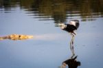 Grey Heron Coming In To Land Stock Photo