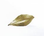 Leaf Stock Photo