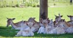 Image Of A Swarm Of Cute Small Deer In A Shadow Stock Photo