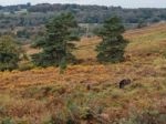 Exmoor Ponies Grazing In The  Ashdown Forest In Autumn Stock Photo