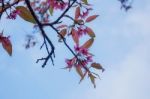 Cherry Blossom With Sky Stock Photo