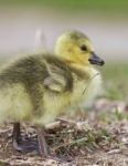 Beautiful Image With A Funny Chick On The Grass Stock Photo