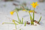 Daffodil Blooming Through The Snow Stock Photo