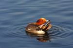 Eurasian Wigeon (anas Penelope) Stock Photo