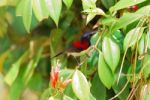 Male Black-throated Sunbird Stock Photo