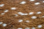 Spotted Deer Skin Stock Photo