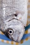 Gilt-head Bream Fish Stock Photo