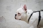 French Bulldog Stock Photo