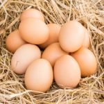 Eggs In A Straw Nest Stock Photo