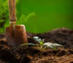 Plant And Gardening Tool Against Beautiful Blur Background In Gr Stock Photo