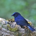 Male White-tailed Robin Stock Photo