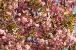 Japanese Cherry Blossom Stock Photo