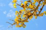 Tree And Sky In Countryside Stock Photo