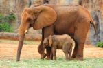 African Elephant Stock Photo