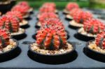 Colorful  Cactus In Pots Stock Photo