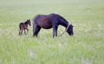 A Horse In The Nature On The Grass Stock Photo