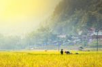 Close Up Rice Fields On Terraced Of Yellow Green Rice Field Landscape Stock Photo