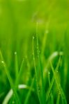 Water On Grasses Leaf Stock Photo