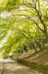 Green Trees In Park Stock Photo